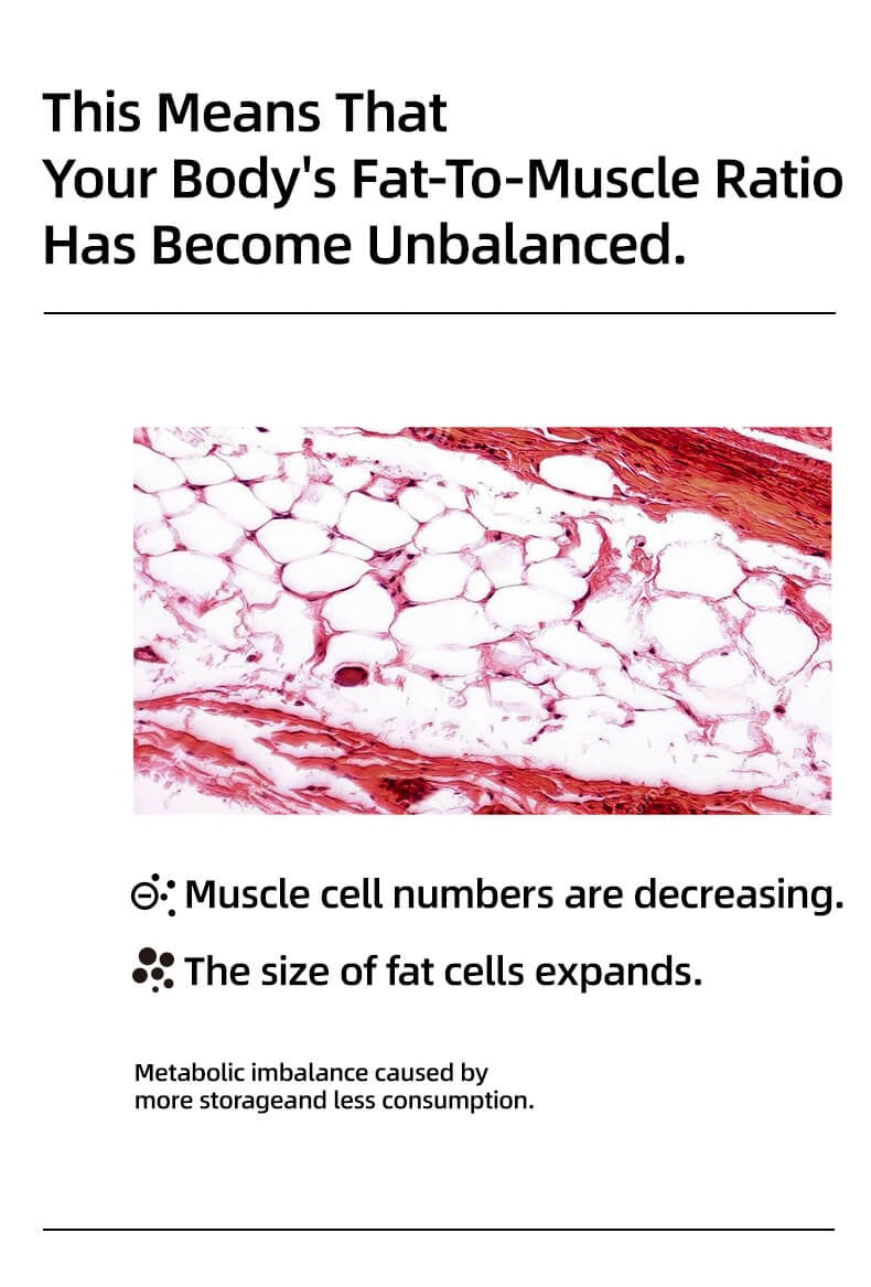 SRW Msc¹ Muscular system - Rebuild and tighten your body