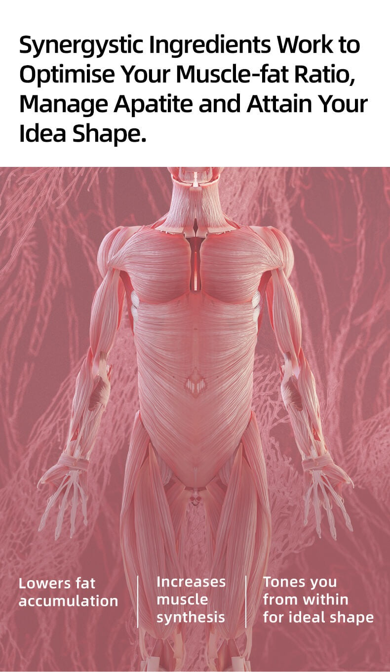 SRW Msc¹ Muscular system - Rebuild and tighten your body