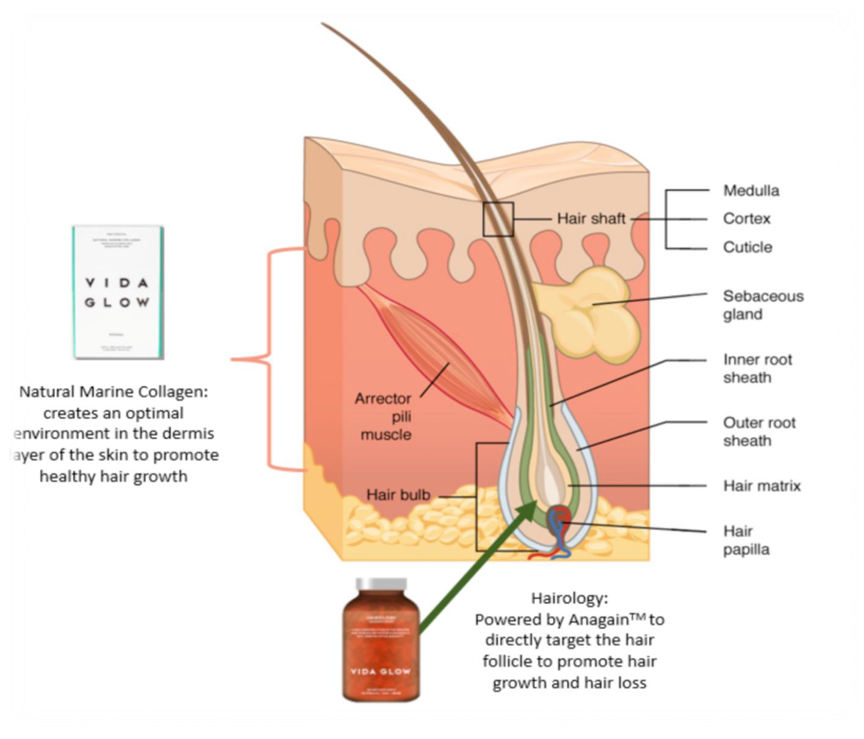 what is  hairology collagen ?